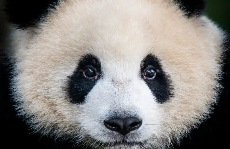 Understanding Dark Eye Circles & How to Treat Them Effectively